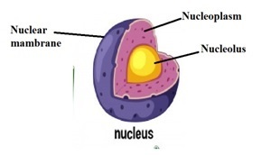 Discovery of the Cell Nucleus