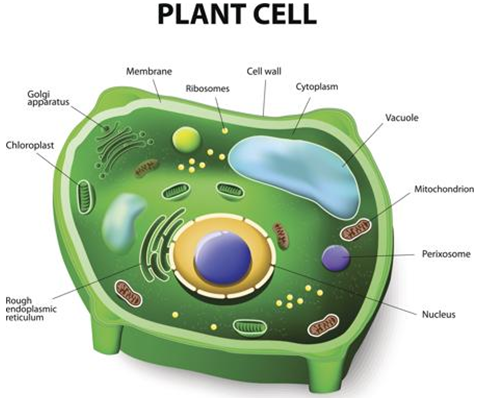 The Discovery of Plant Cells