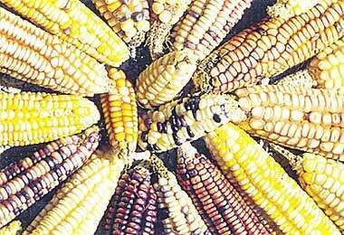 Se crea banco del germoesperma del maÍz