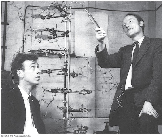 Francis Crick y  James Watson