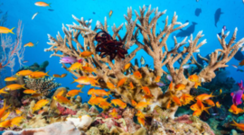 Timeline: Life Below Water