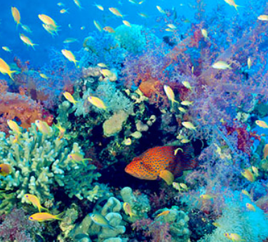Biodiversity of the Ocean