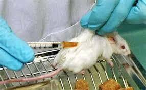 Robert Koch y sus colaboradores