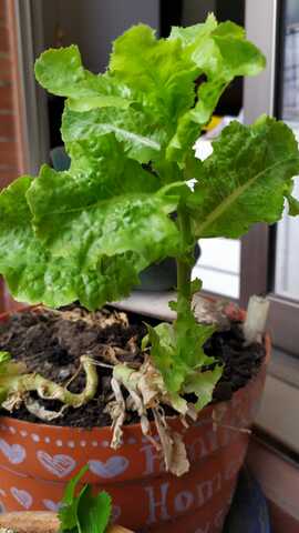 A Lechuga #1 le va super bien