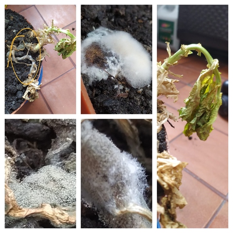 A Lechuga #1 la invadieron los hongos