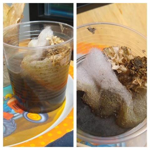 Lechuga #3 tampoco lo logró