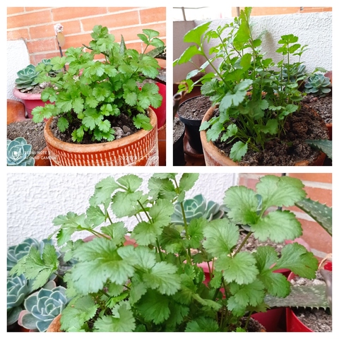 Dentro de poco se podrán cosechar (1:54 PM)