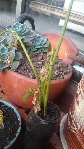 Cilantro #1 fue trasplantado a tierra