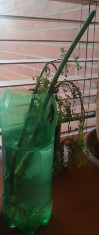 A Cilantro #2 no le va muy bien