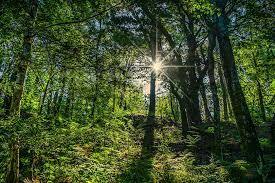 DATOS CURIOSOS EDAD MEDIA