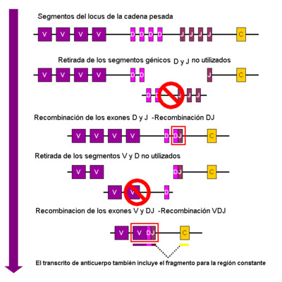 Recombinación Somática