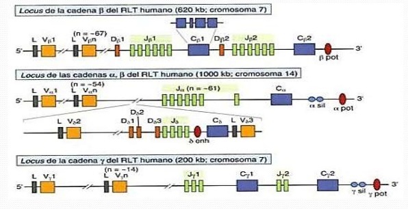 Recombinación Somática