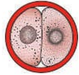 Fase bicelular