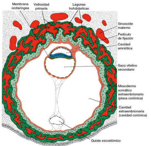 Inicio de la circulación uteroplacentaria