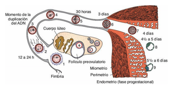 Eventos durante la primera semana: de la fecundación a la implantación