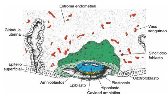 Formación del disco bilaminar