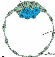 Blastocisto temprano