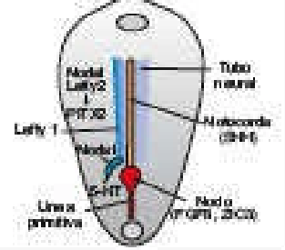 Lateralidad establecida
