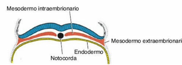 Disco embrionario trilaminar