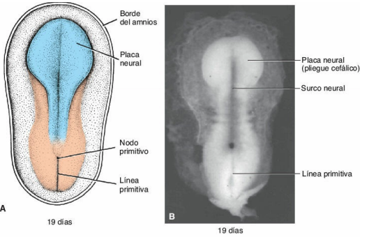 Introducción del SNC