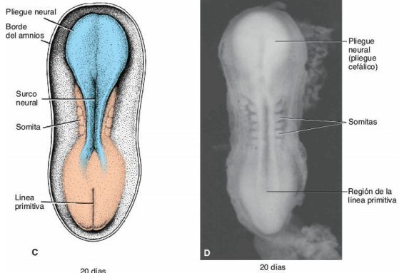 Neurulación: elevación de los pliegues neurales