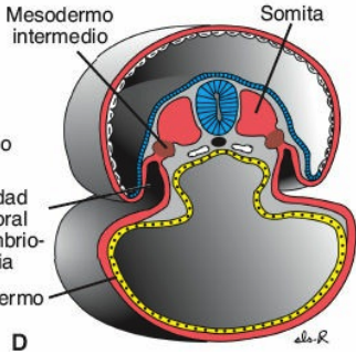 Corte transversal de la región de un somita
