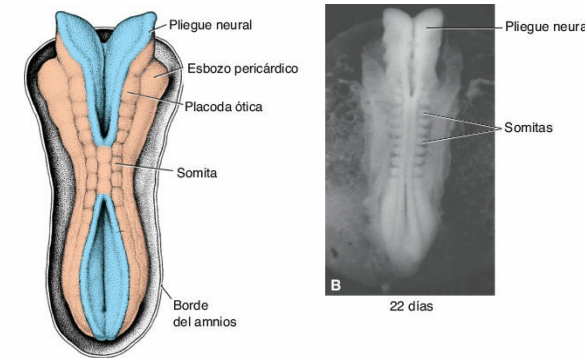 Inicia el cierre del tubo neural
