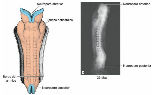 Avance del cierre del tubo neural