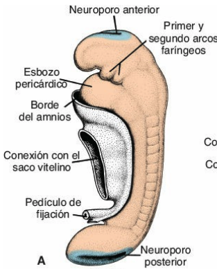 Arcos faríngeos presentes