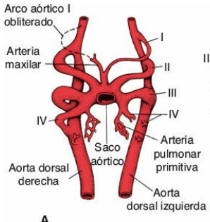 La mayor parte del 1er arco aórtico ha desaparecido