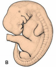Yemas de brazos y piernas