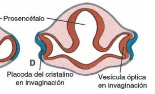 Copa óptica y placoda del cristalino