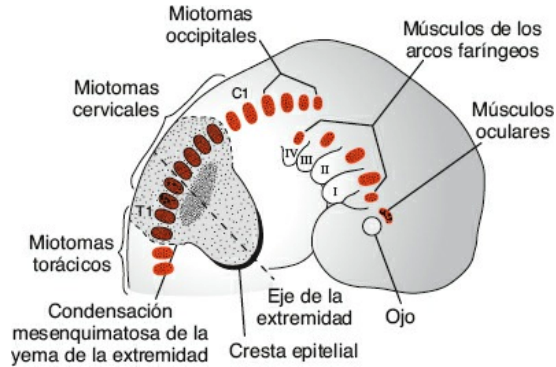 Desarrollo muscular