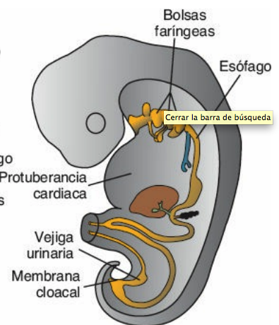 Derivados endodérmicos