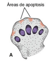 Formación de los dedos
