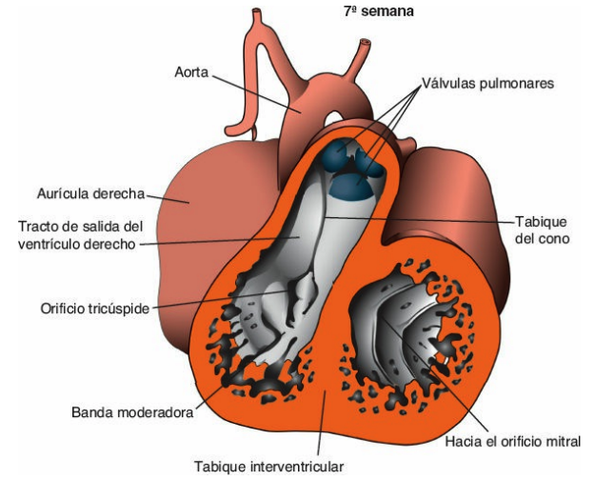 Tabiques ventricular y troncoconal