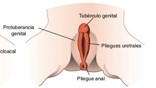 Genitales externos