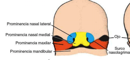 Procesos faciales fusionados
