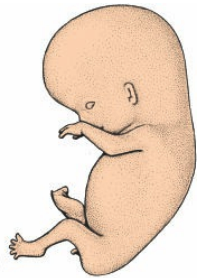 Dedos presentes, párpados en formación