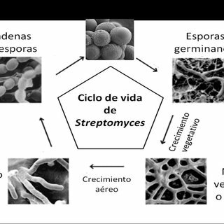 ADN y Streptomyces Griseus