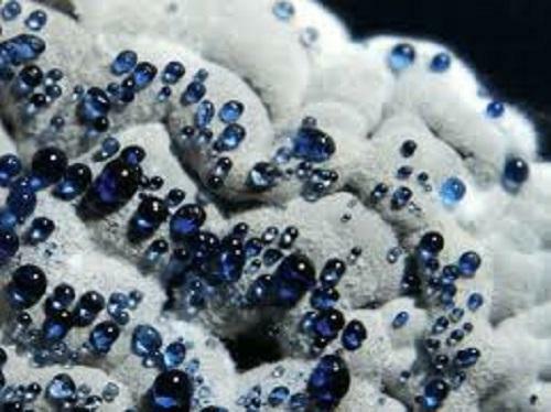 El cólera y el Streptomyces coelicolor.