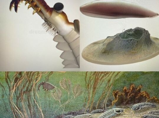 540 milioni di anni fa