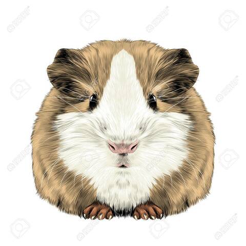 Moren els meus porquets de guinea