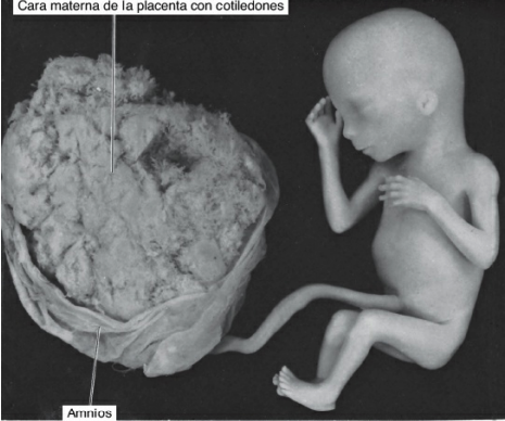 Feto de 18 semanas conectado con la placenta por medio del cordón umbilical