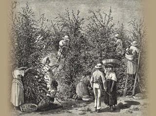 La primera exportación Cafetera