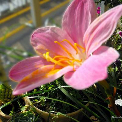 Timeline: fotografía