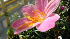 Timeline: fotografía