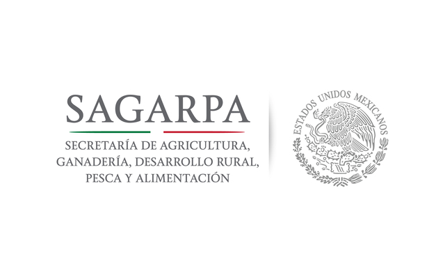 Sagarpa da permiso de experimentacion con el maÍz