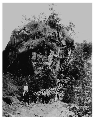 Imposición de obligaciones fiscales a la exportación del café