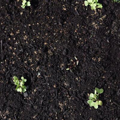 Timeline: Me and my sister' lovely seeds..